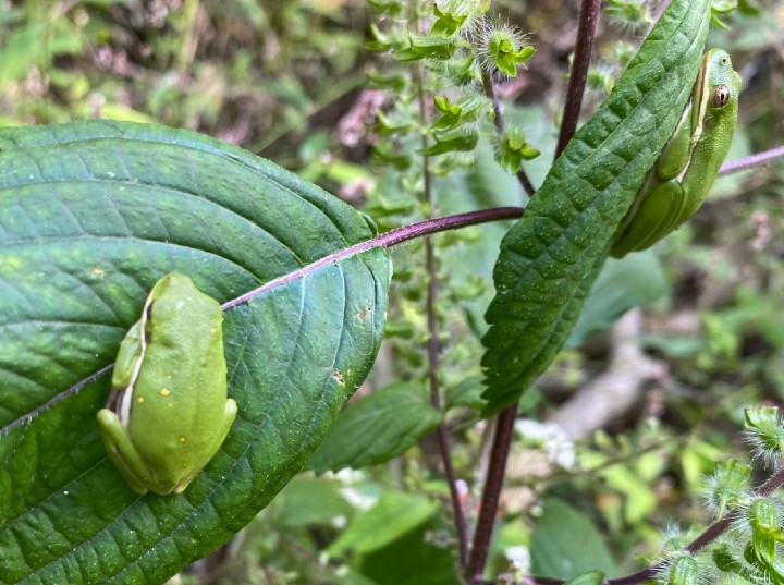 Green Treefrogs